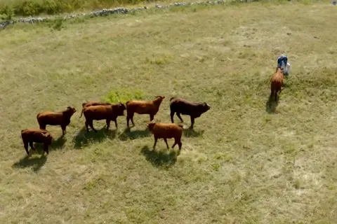 Farmer na Bjelašnici