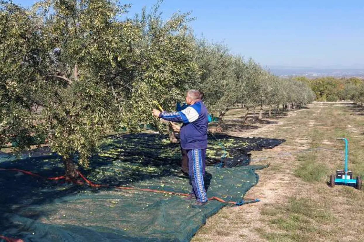 Unatoč rekordnom urodu masline, cijena&nbsp;ide gore: Evo koliko će koštati litra hercegovačkog maslinovog ulja