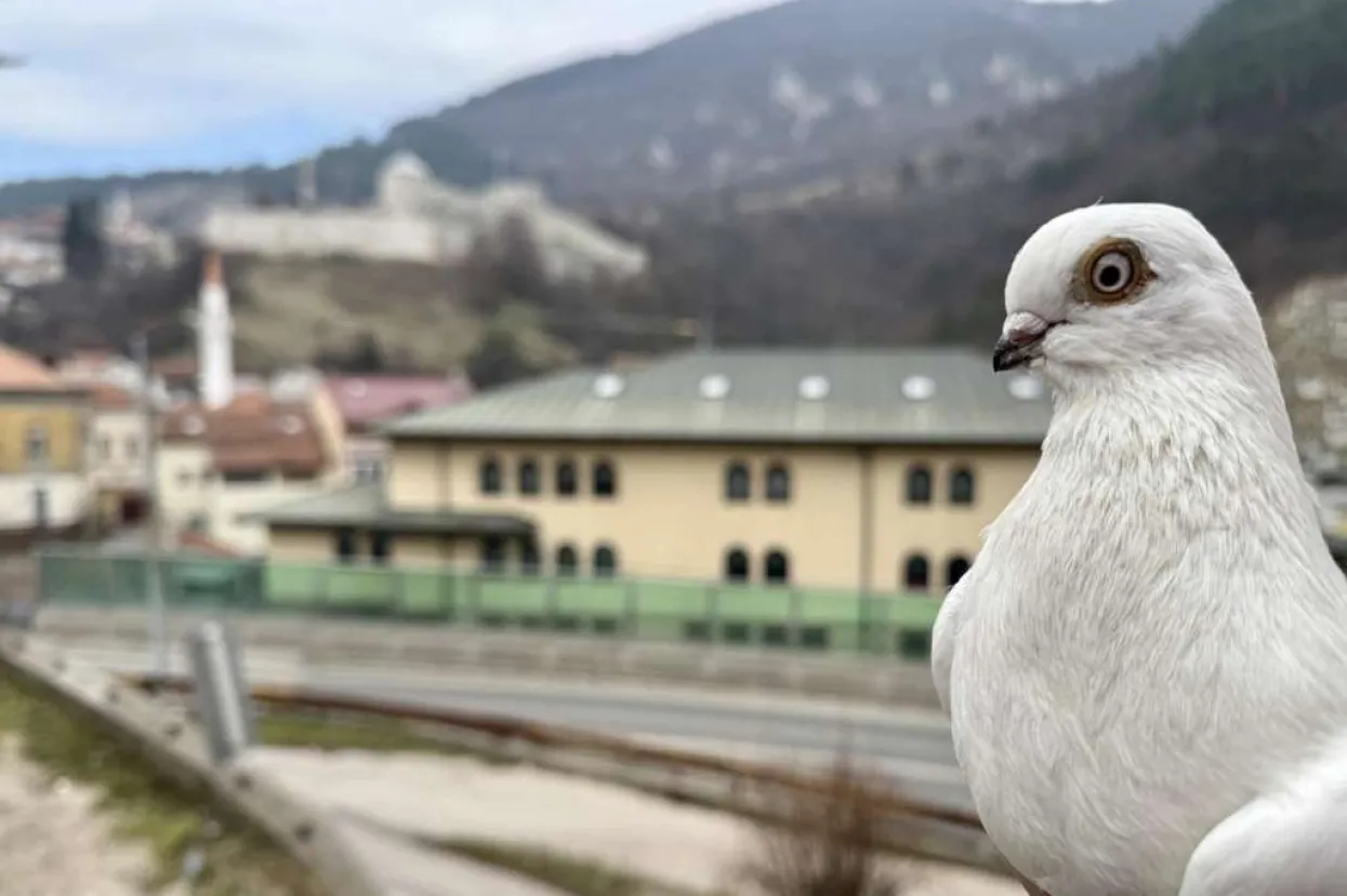 Travnički kratkokljuni golub